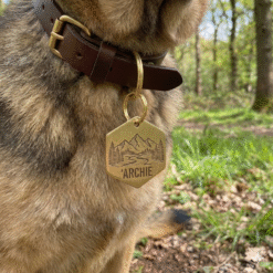 Собака на прогулянці з латунним жетоном-адресником 